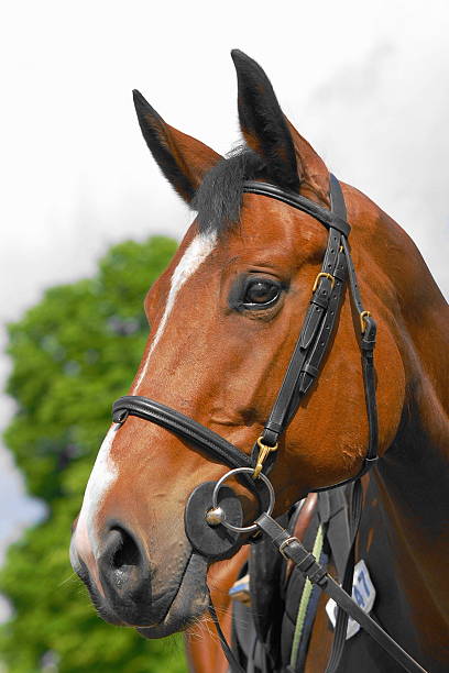 istock Horses portriat 94799548