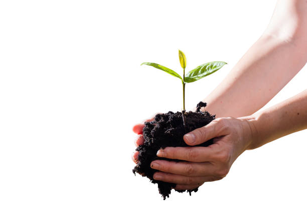 istock farmers hand holding seedlings isolate on white background 947995702