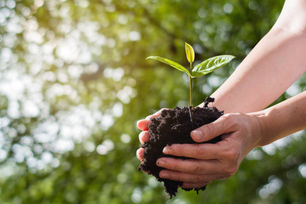 istock farmers hand holding seedlings isolate on bokeh background 947995714