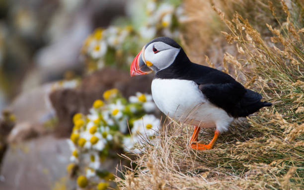 Atlantic puffin Atlantic puffin orkney islands stock pictures, royalty-free photos & images