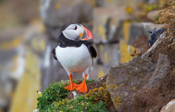 Atlantic puffin Atlantic puffin puffins resting stock pictures, royalty-free photos & images