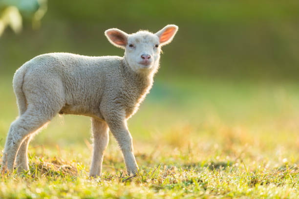 istock Cute young lamb on pasture, early morning in spring. 947999324