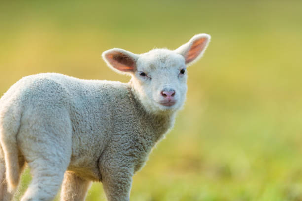 istock Cute young lamb on pasture, early morning in spring. 947999414