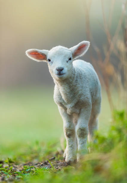 귀여운 젊은 어린 양 목장, 봄에서 이른 아침에. - sheep grazing vertical photography 뉴스 사진 이미지