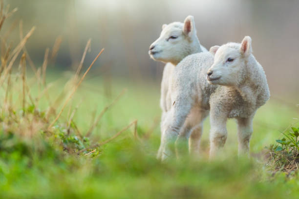 istock Cute young lambs on pasture, early morning in spring. 947999620
