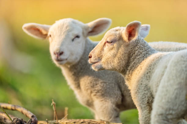 istock Cute young lambs on pasture, early morning in spring. 947999662