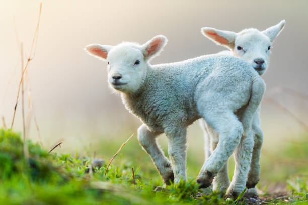 süße junge lämmer auf der weide, am frühen morgen im frühling. - lamb rural scene sheep field stock-fotos und bilder