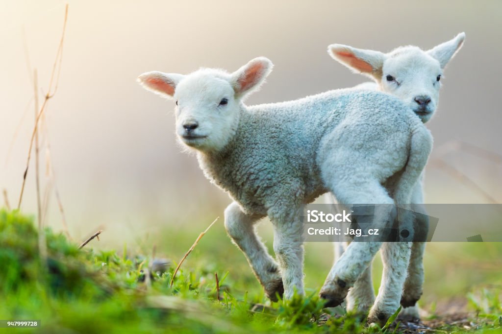 Mignonnes jeunes agneaux dans les pâturages, tôt le matin au printemps. - Photo de Agneau - Animal libre de droits