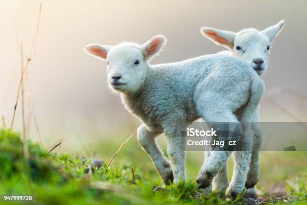 Photo libre de droit de Mignonnes Jeunes Agneaux Dans Les Pâturages Tôt Le Matin Au Printemps banque d'images et plus d'images libres de droit de Agneau - Animal