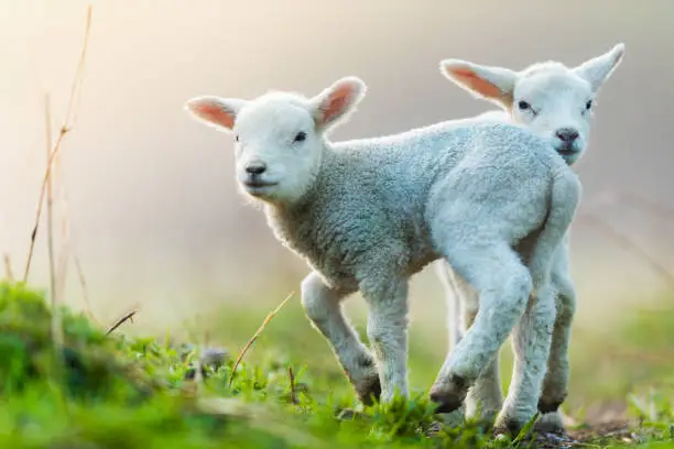 Photo of Cute young lambs on pasture, early morning in spring.
