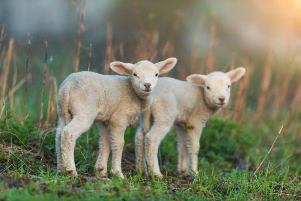 istock Cute young lambs on pasture, early morning in spring. 947999778