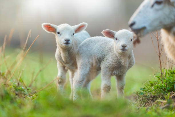 istock Cute young lambs with their mother on pasture 947999830
