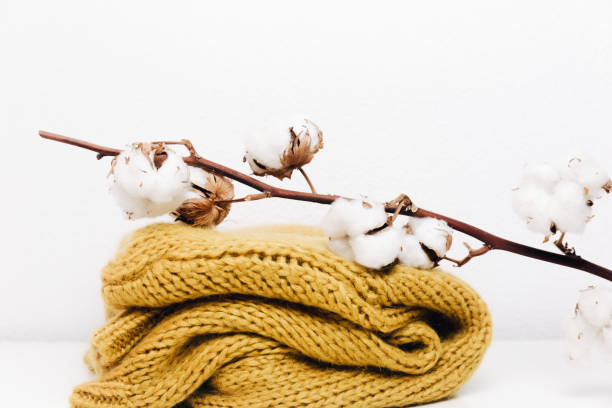 istock Cotton. Beautiful Cotton plant buds over mustard knitted sweater 948001096
