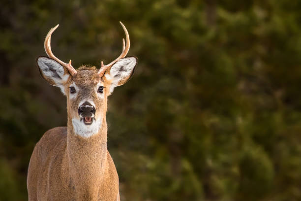 オジロジカ - ジューテリウムで子鹿 - deer portrait ストックフォトと画像