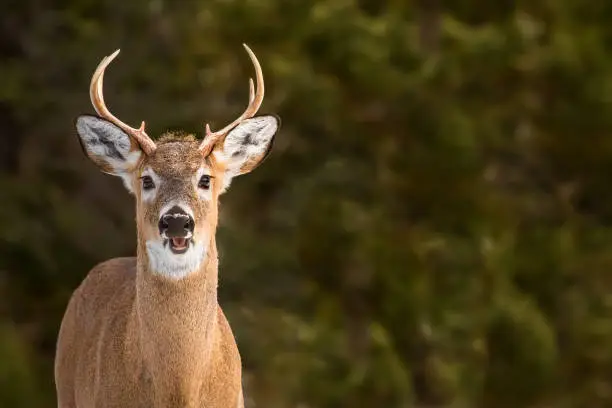 Photo of White-tailed Deer - Odocoileus virginianus