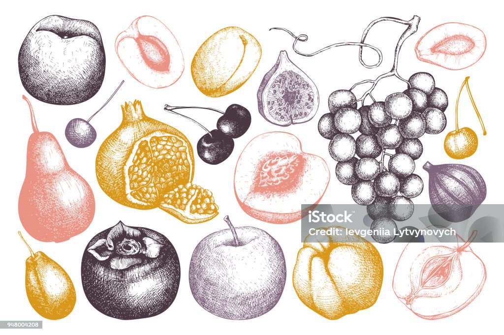 Vector fruits collection Vintage fruits and berries - fig, apple, pear,  peach, apricot, persimmon, pomegranate, quince, grapes. Hand drawn harvest sketch. Summer or autumn design. Illustration stock vector