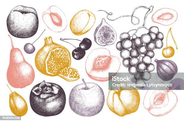 Vector Fruits Collection Stock Illustration - Download Image Now - Illustration, Fruit, Apple - Fruit