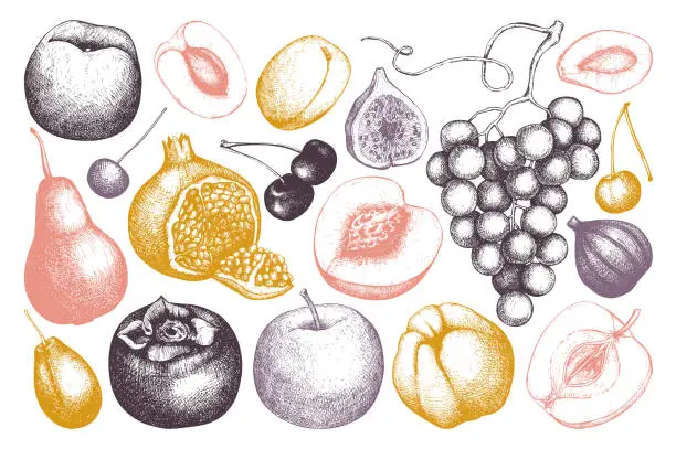 Vector illustration of Vector fruits collection