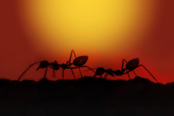 Macro image of two ants walking in the evening with a red and yellow backdrop makes relaxation. It is a time of rest from the hard work all day. Two ants are walking side by side with happiness in their hearts while the sun is coming to dark.