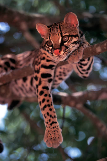 jaguatirica descansando - jaguatirica - fotografias e filmes do acervo