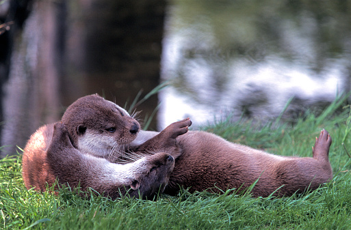 A pair of river otters \