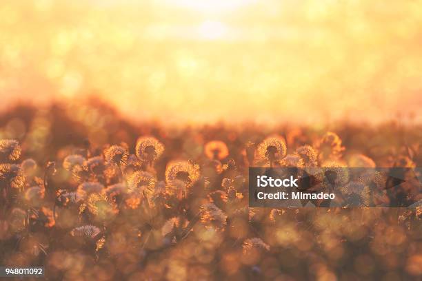 Group Of Dandelion Flowers At Sunset With Blossom And Pollen Stock Photo - Download Image Now