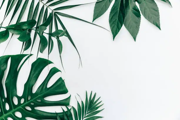 Photo of Flat lay trendy Tropical summer background, fern leaves set in the frame around blank space for a text
