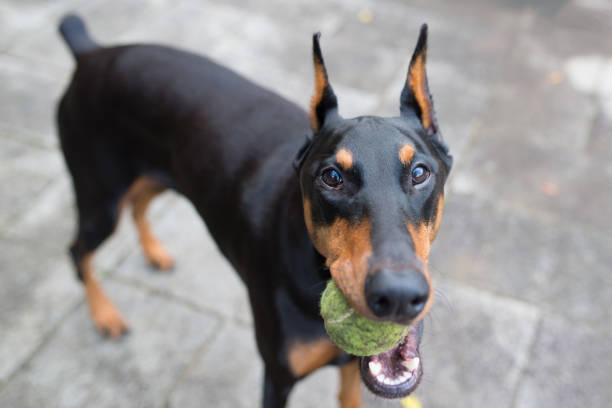 doberman - doberman fotografías e imágenes de stock