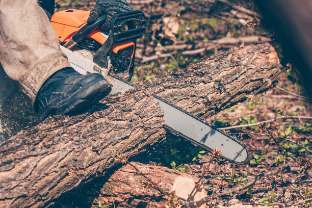 istock Harvesting firewood with a chainsaw 948013650