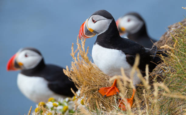 Atlantic puffin Atlantic puffin puffins resting stock pictures, royalty-free photos & images