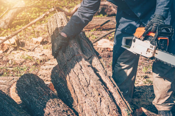 istock The worker prepares the log for sawing 948020414