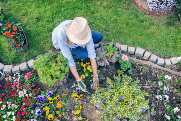 istock Woman planting flowers 948023766