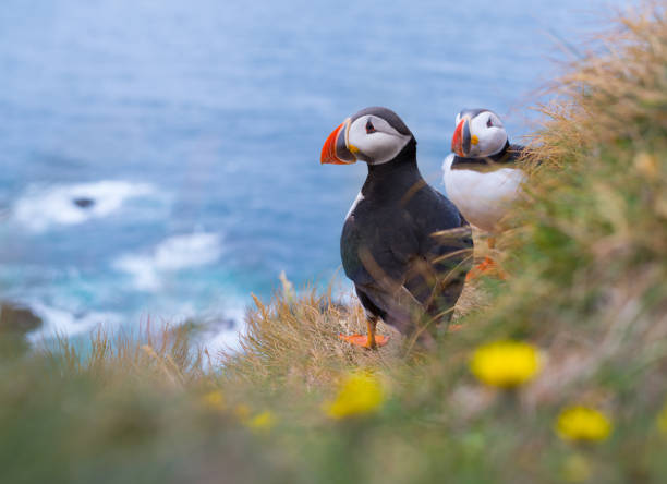 Atlantic puffin Atlantic puffin puffins resting stock pictures, royalty-free photos & images