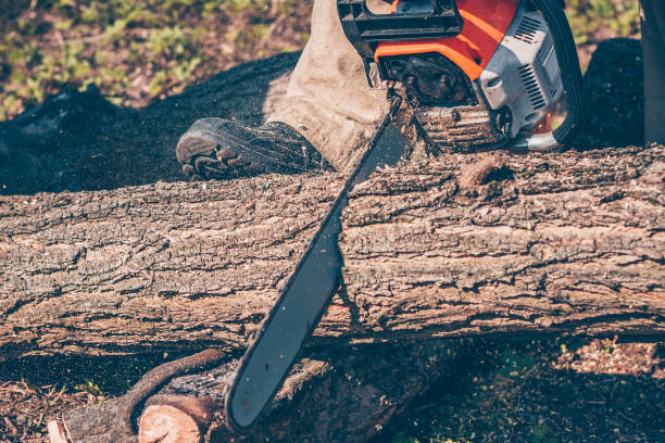 istock Forestry works, Logging, cutting wood on logs 948030564