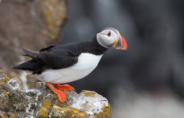 Atlantic puffin Atlantic puffin puffins resting stock pictures, royalty-free photos & images