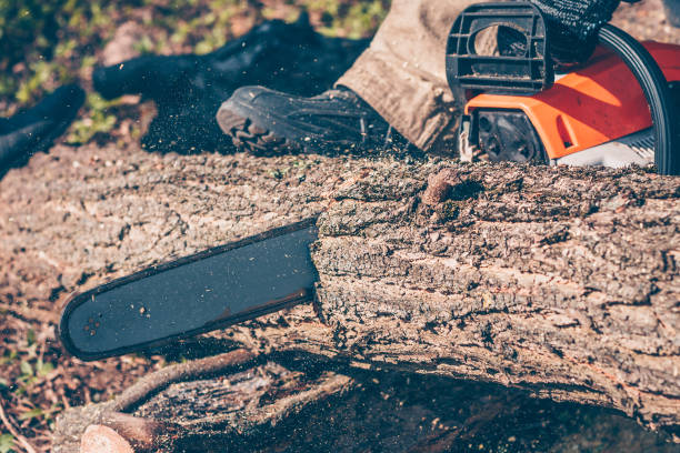 istock Garden works for cleaning old trees 948031578