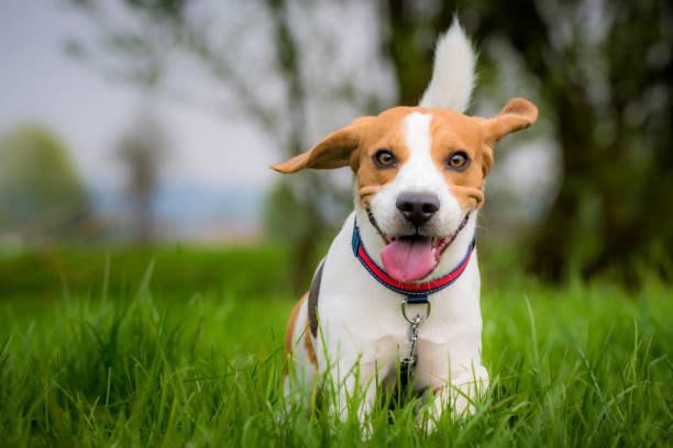 istock Beagle dog running on a meadow 948034724