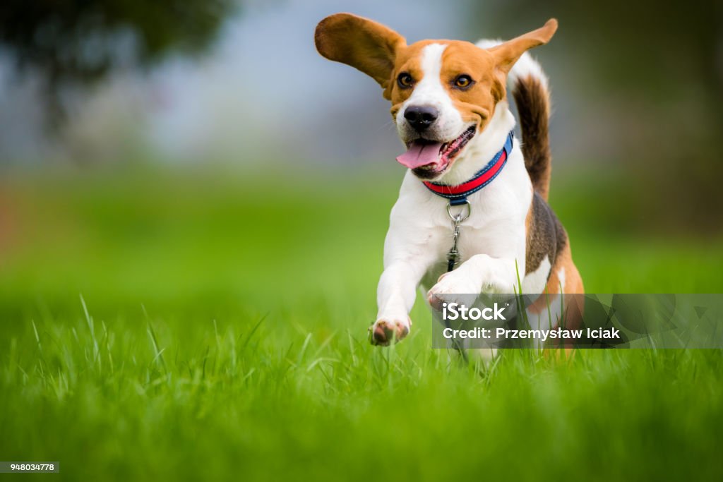 Beagle dog running on a meadow Dog Beagle running and jumping with tongue out through green grass field in a spring Dog Stock Photo