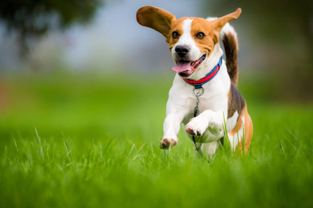Beagle dog running on a meadow Dog Beagle running and jumping with tongue out through green grass field in a spring hound photos stock pictures, royalty-free photos & images