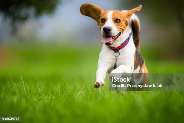 Beagle Dog Running On A Meadow Stock Photo - Download Image Now - Dog, Beagle, Running