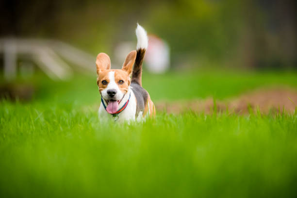 istock Beagle dog running on a meadow 948034786