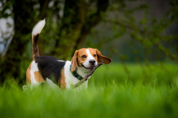 istock Beagle dog running on a meadow 948034900