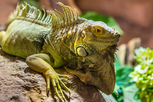 Large Green iguana looking at camera taken from the side.