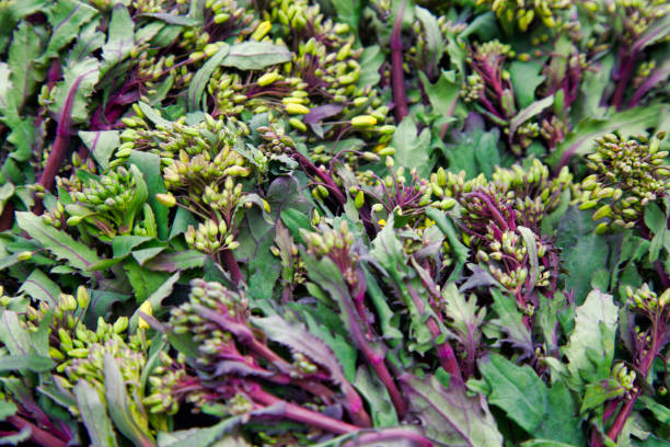 full frame rapini or raab at the farmer's market - broccoli raab imagens e fotografias de stock