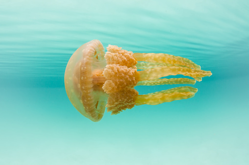 A jellyfish, Mastigias papua, swims near the surface of a calm lagoon in Raja Ampat. This tropical region is known as the heart of the Coral Triangle due to its marine biodiversity.