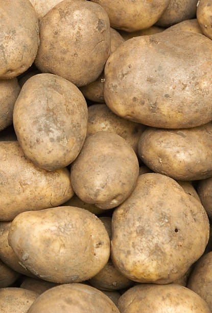 Lotsa potatoes stock photo