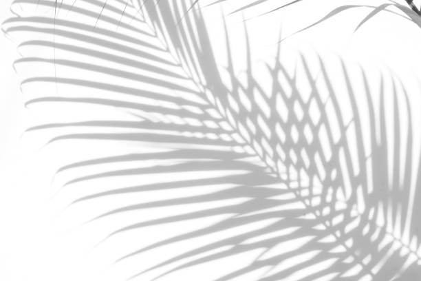 istock abstract background of shadows palm leaves on a white wall. White and Black 948043066
