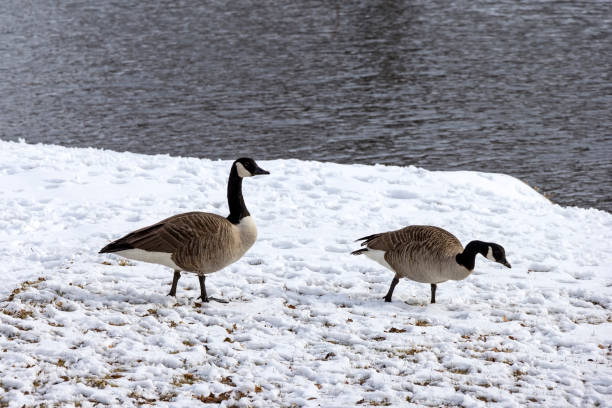 istock Two canada gooses are standing on the meadow, winterday 948043252