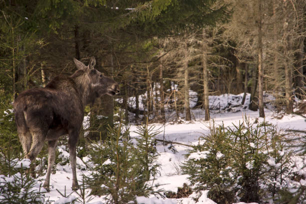A young moose is standing in the woods and watching. Seen in winter in Sweden.
