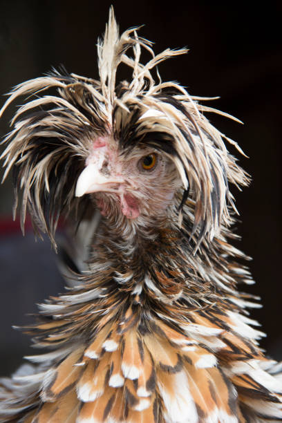 Bad Hair Day for a Frizzled Tolbunt Polish Hen stock photo